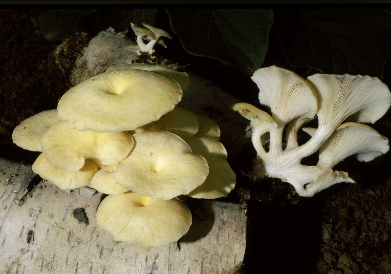 Studio e crescita di un fungo